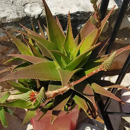 Villa Selene, Mountain Views, No Stairs, 2 Km From Chania (Crete)